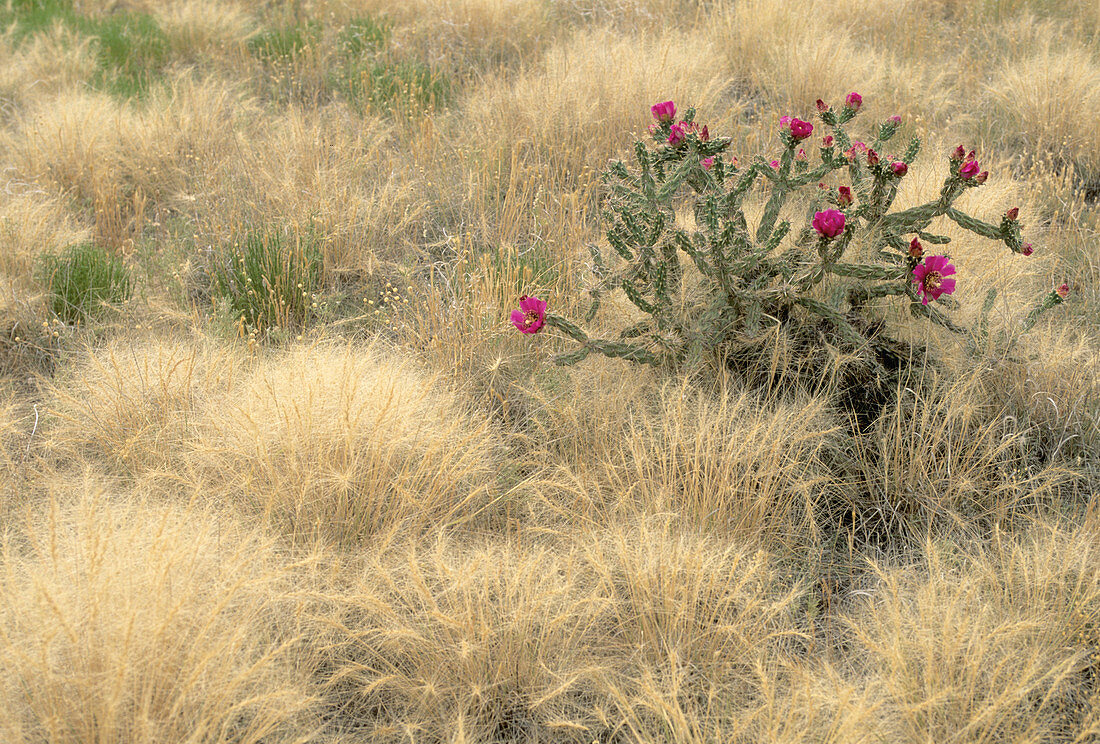 Walking-stick cactus in bloom