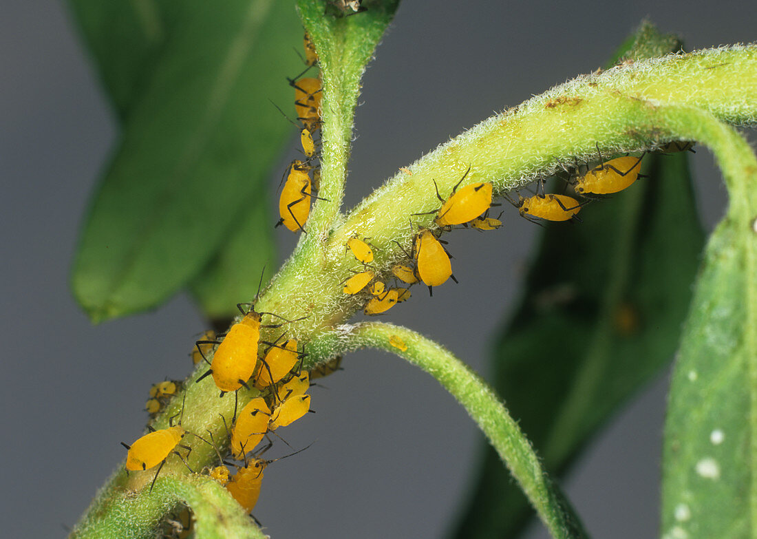 Oleander aphid