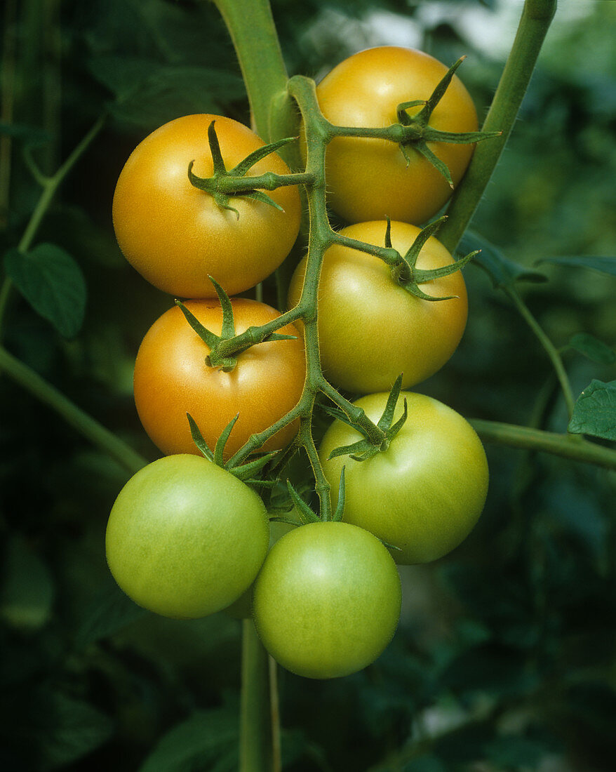 Ripening tomato fruit