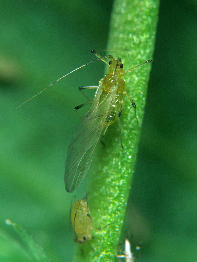 Shallot aphid