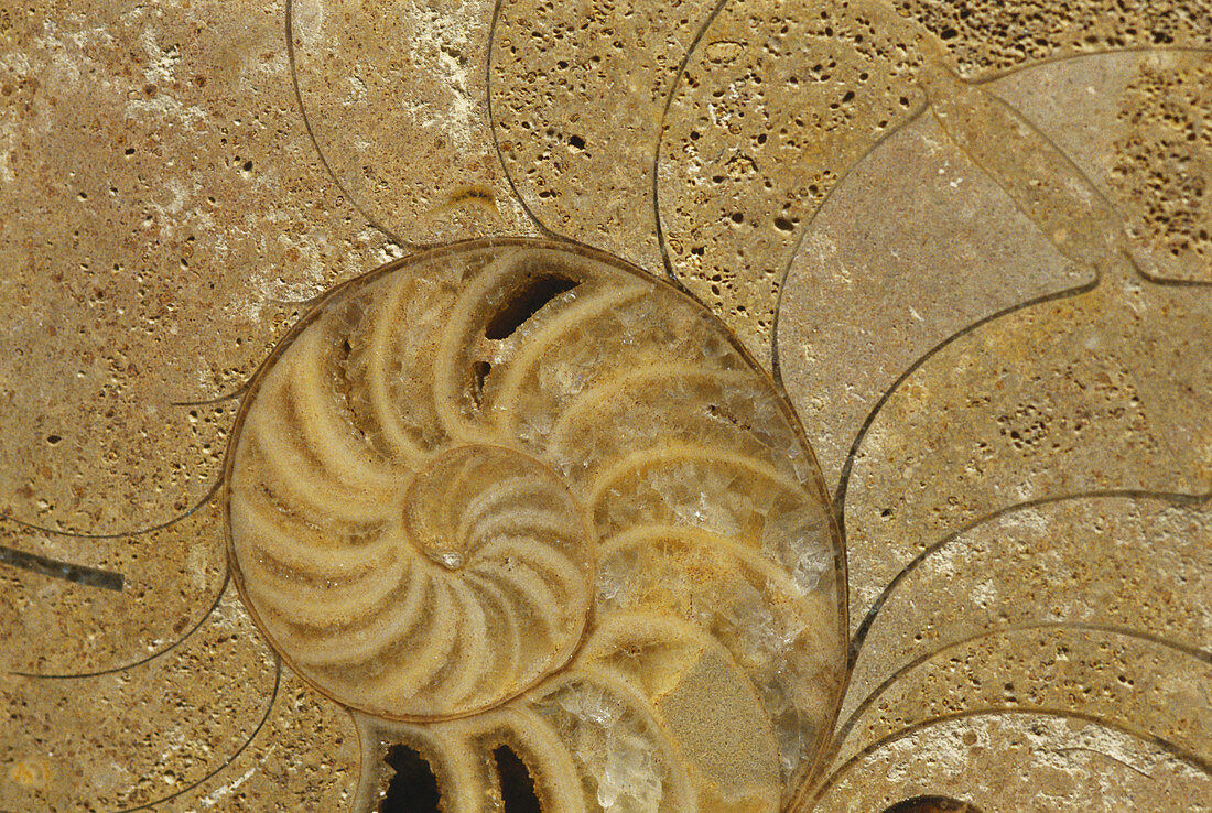 Fossil Nautiloid