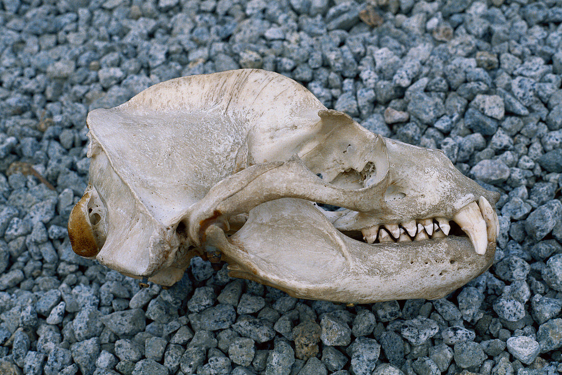 Sea Lion skull