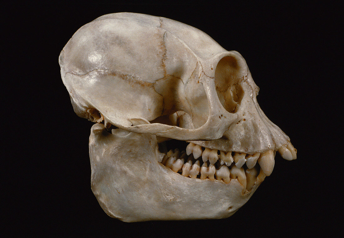 Angola Colobus Monkey skull