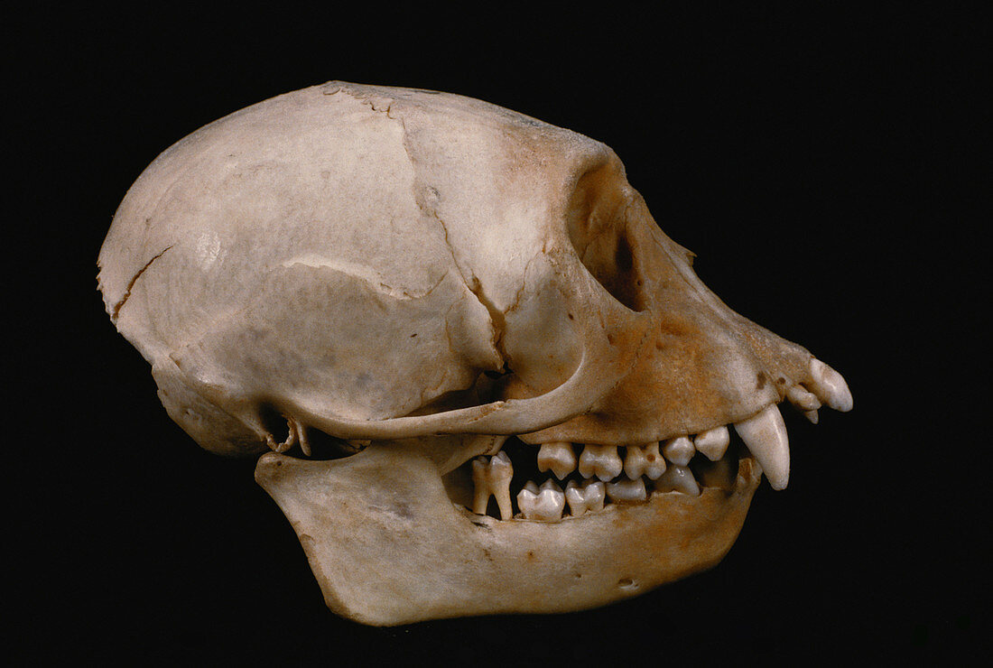 Diana Monkey skull