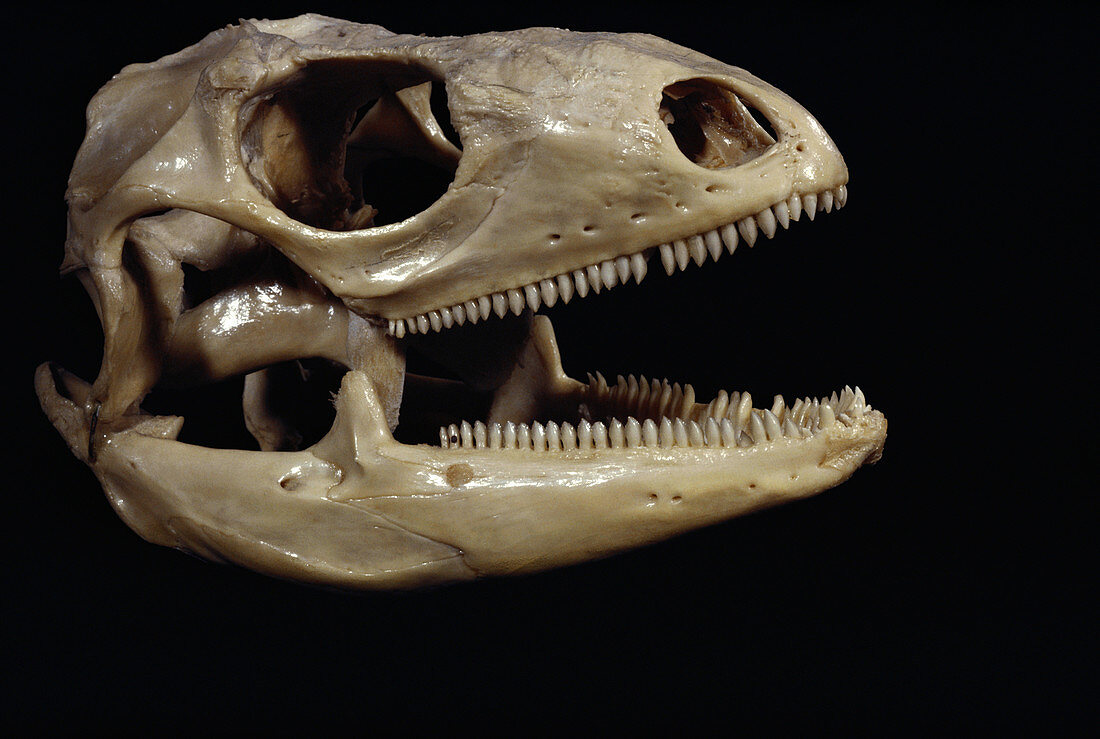 Iguana skull