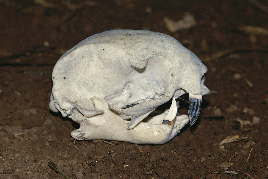Hoffman's Two-toed Sloth skull