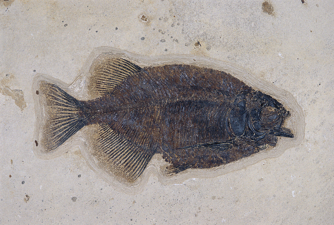 Fossil Phareodus Fish
