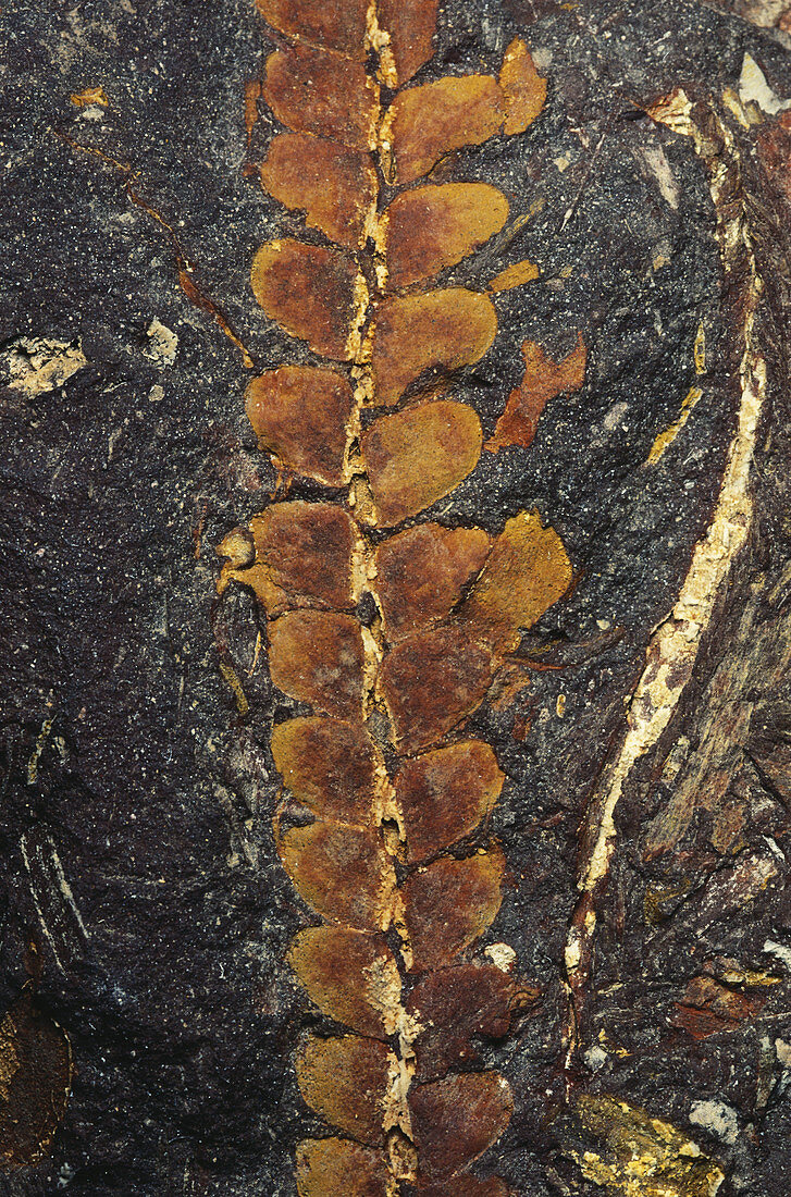 Fossil Leaf (Otozamites sp.)