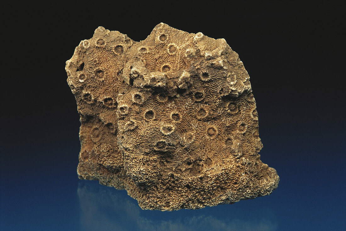 Coral Fossils