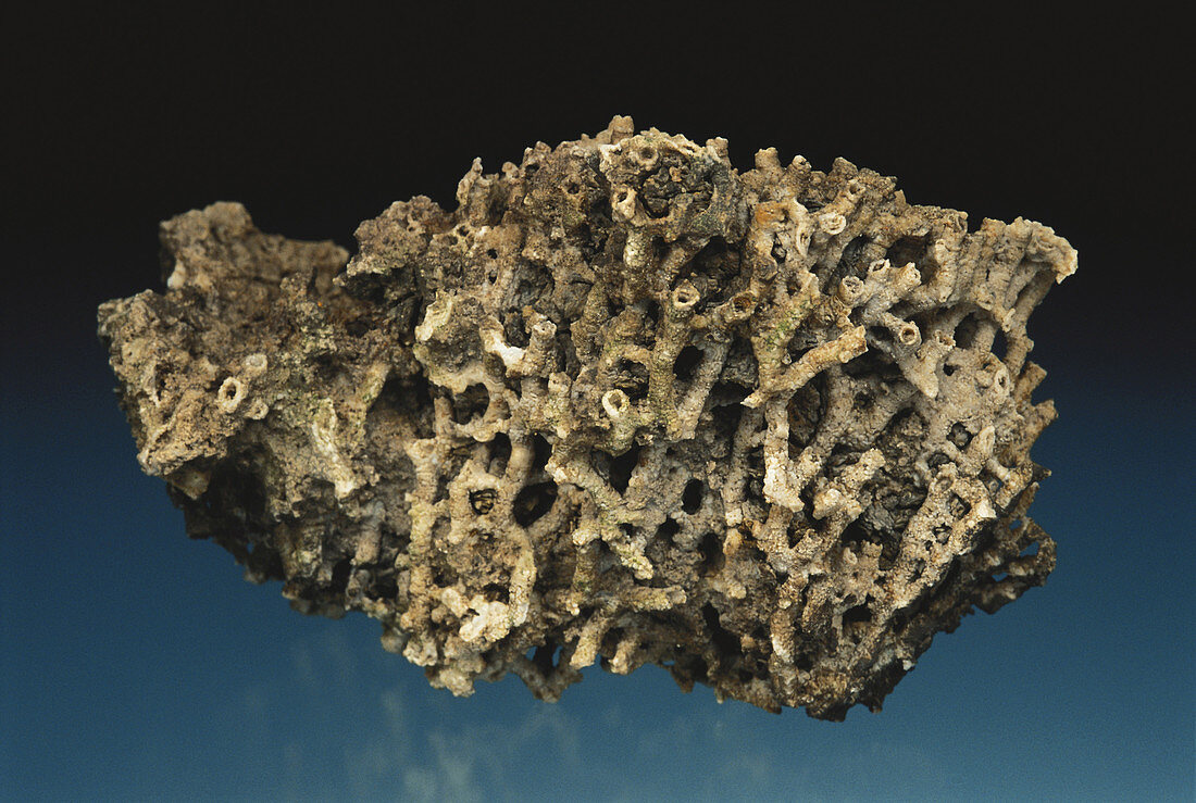 Tabulate Coral Fossil