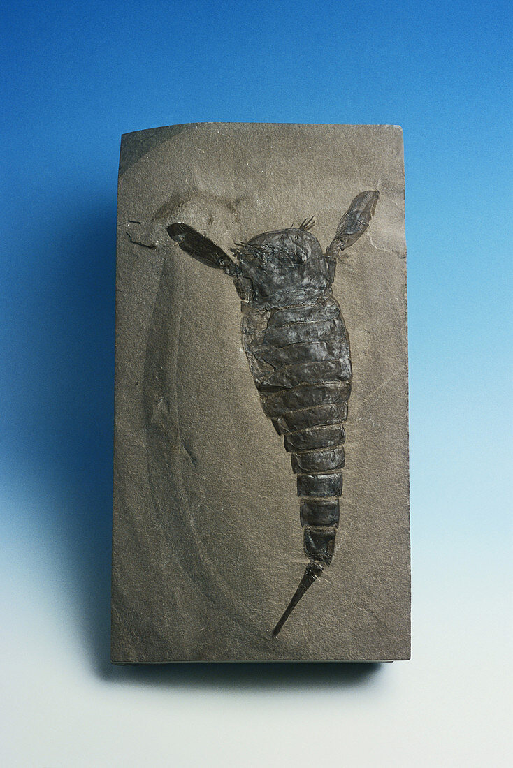 Eurypterid Fossil