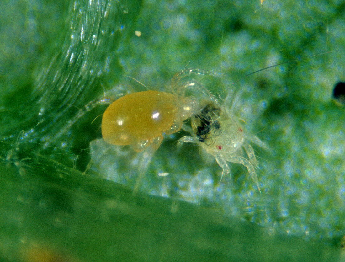 Predatory mite