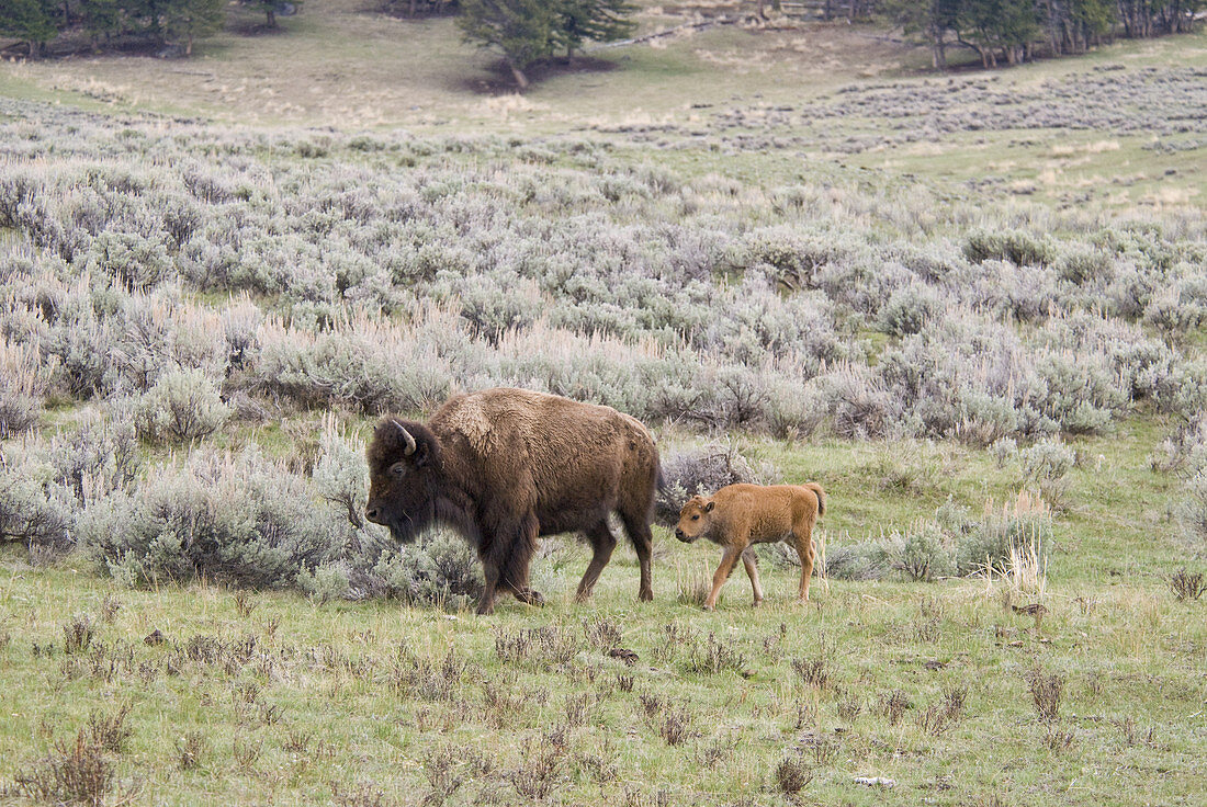 American Bison with Calf