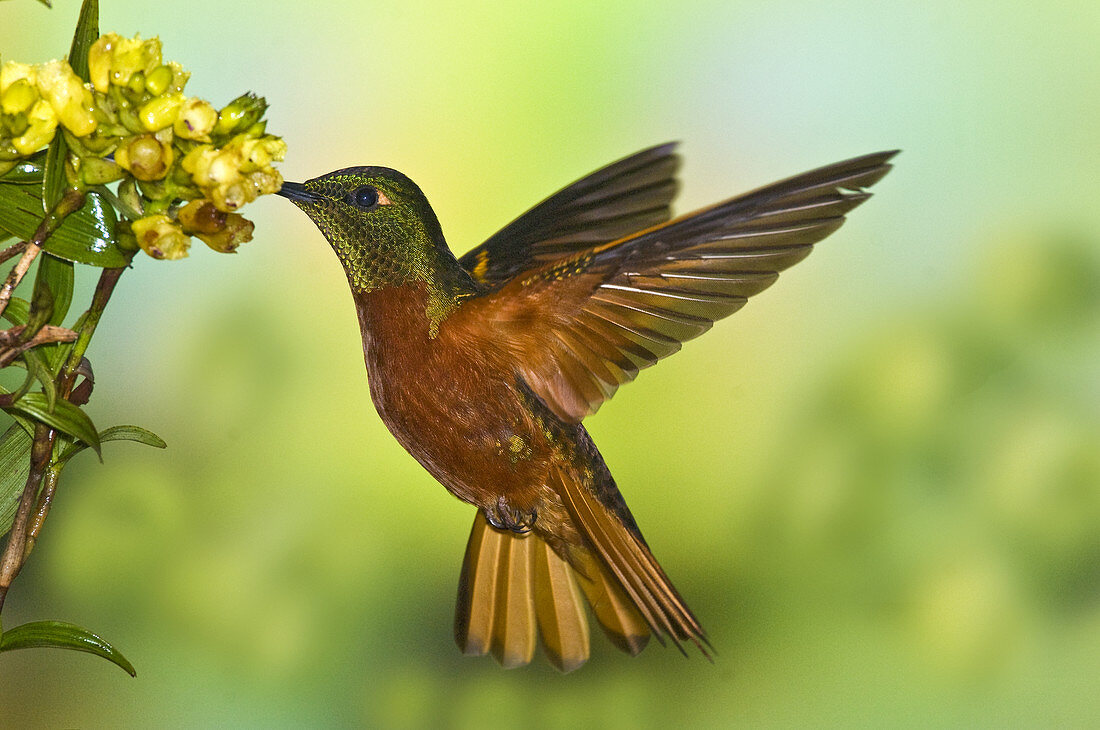 Chestnut-Breasted Coronet at flower-Ecuad