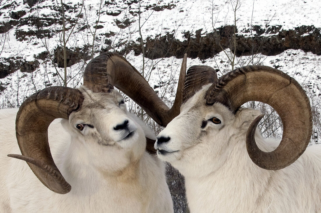 Dall Sheep