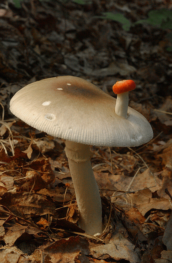 Parasol Mushroom (Macrolepiota sp.)