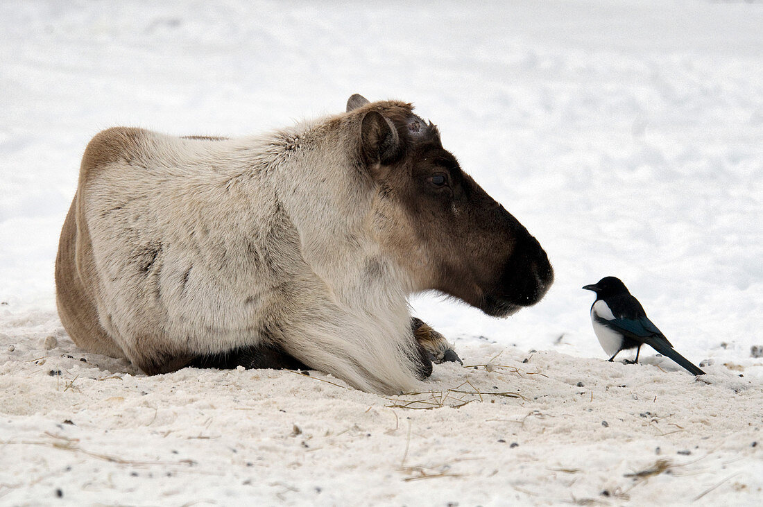 Caribou and Magpie