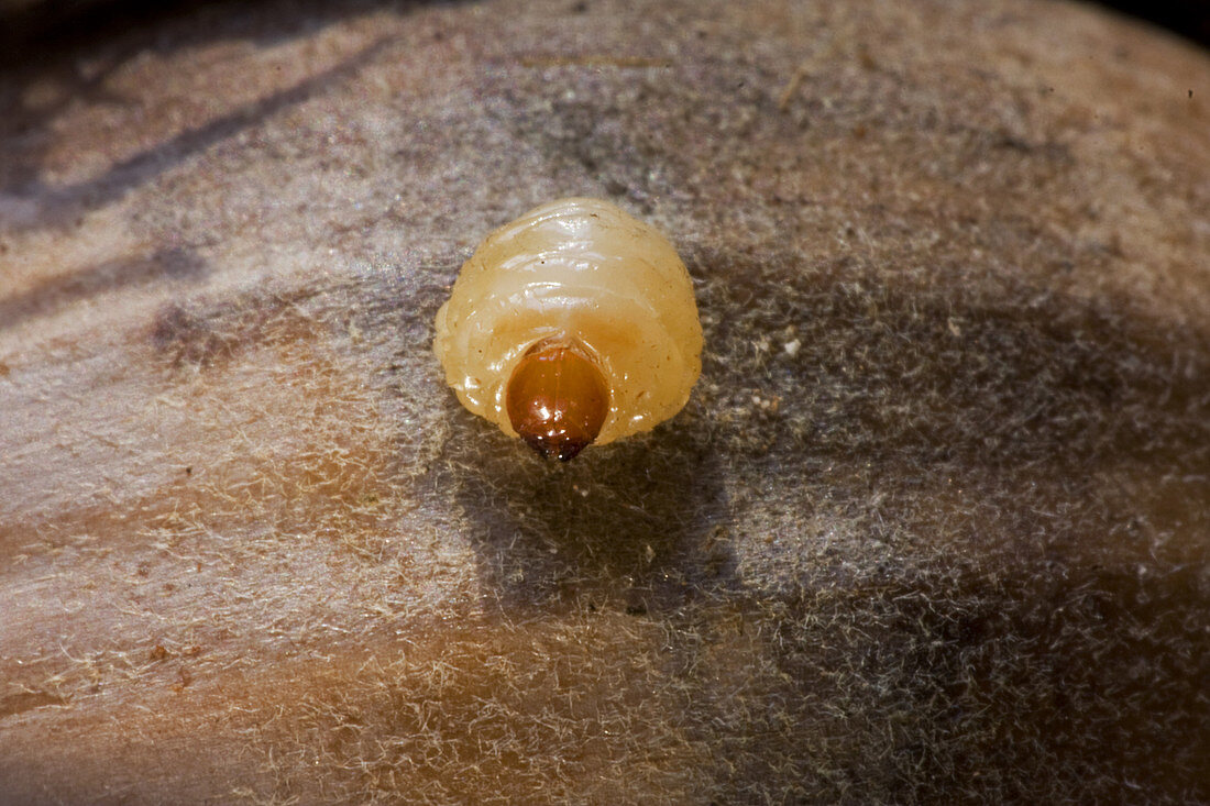 Acorn Weevil Larva