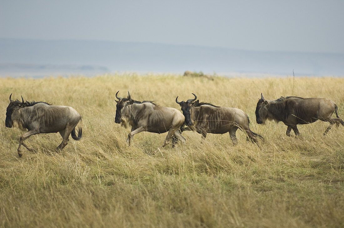 Wildebeests Running in the Maasai Mara