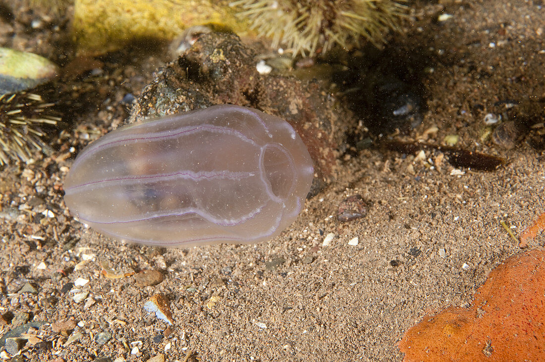 Beroe's Comb Jelly