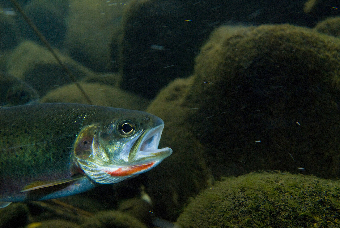 Westslope Cutthroat Trout