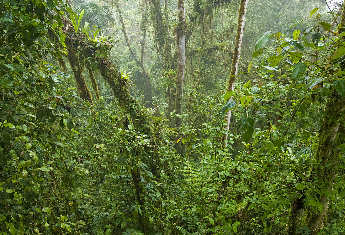 Cloud Forest in Ecuador