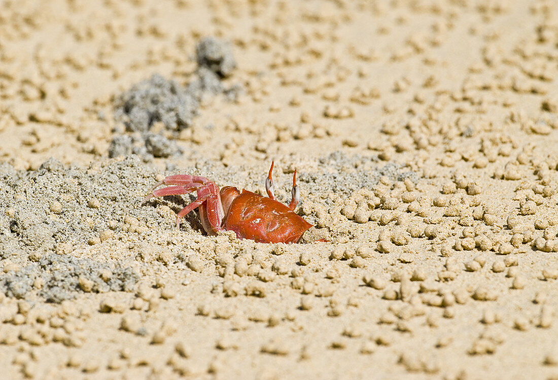 Galapagos Ghost Crab
