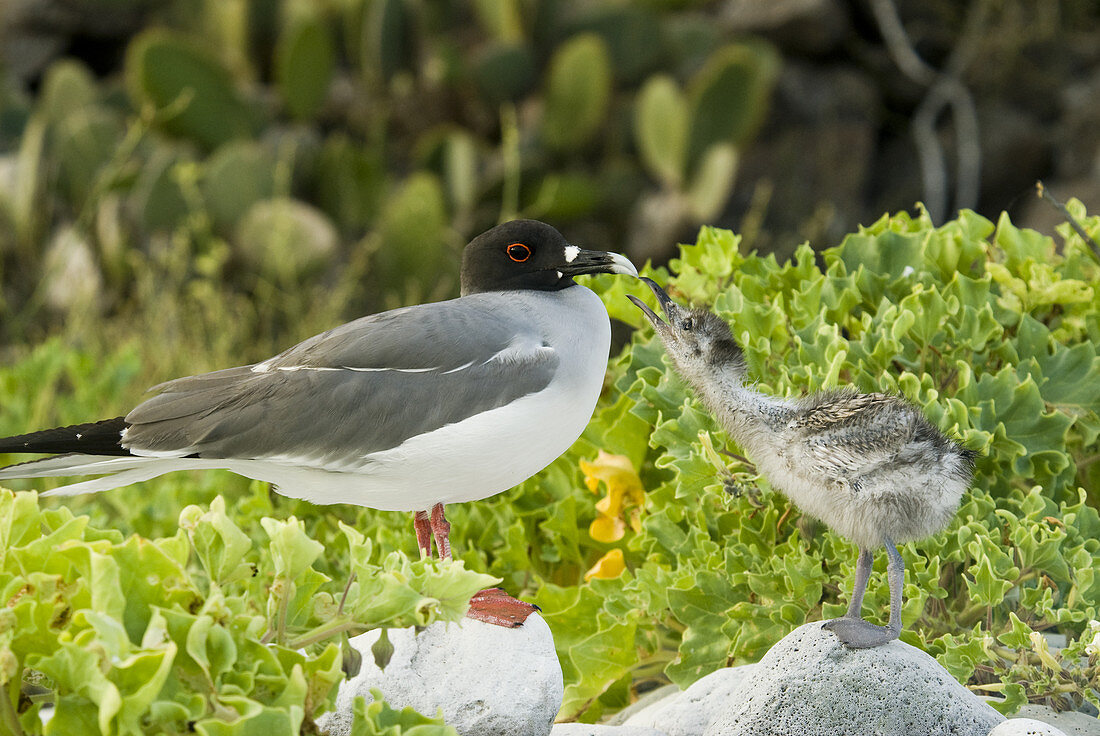 Swallow-tailed gull chick and adult