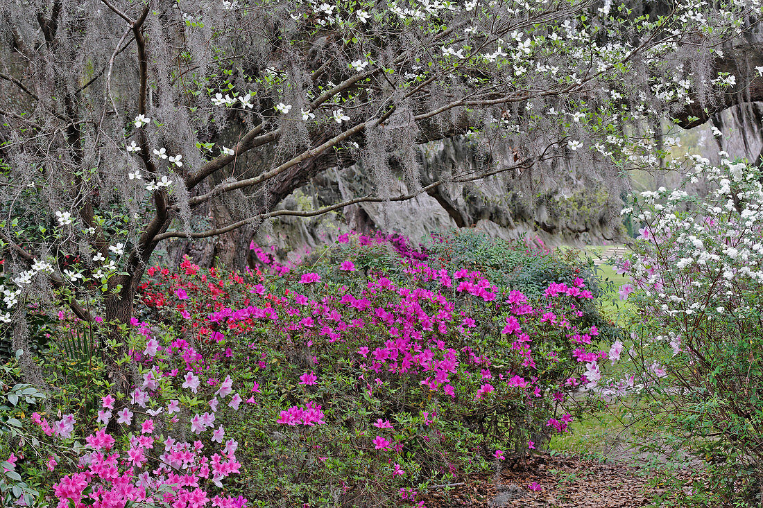 Flowering Dogwood Tree & Azaleas
