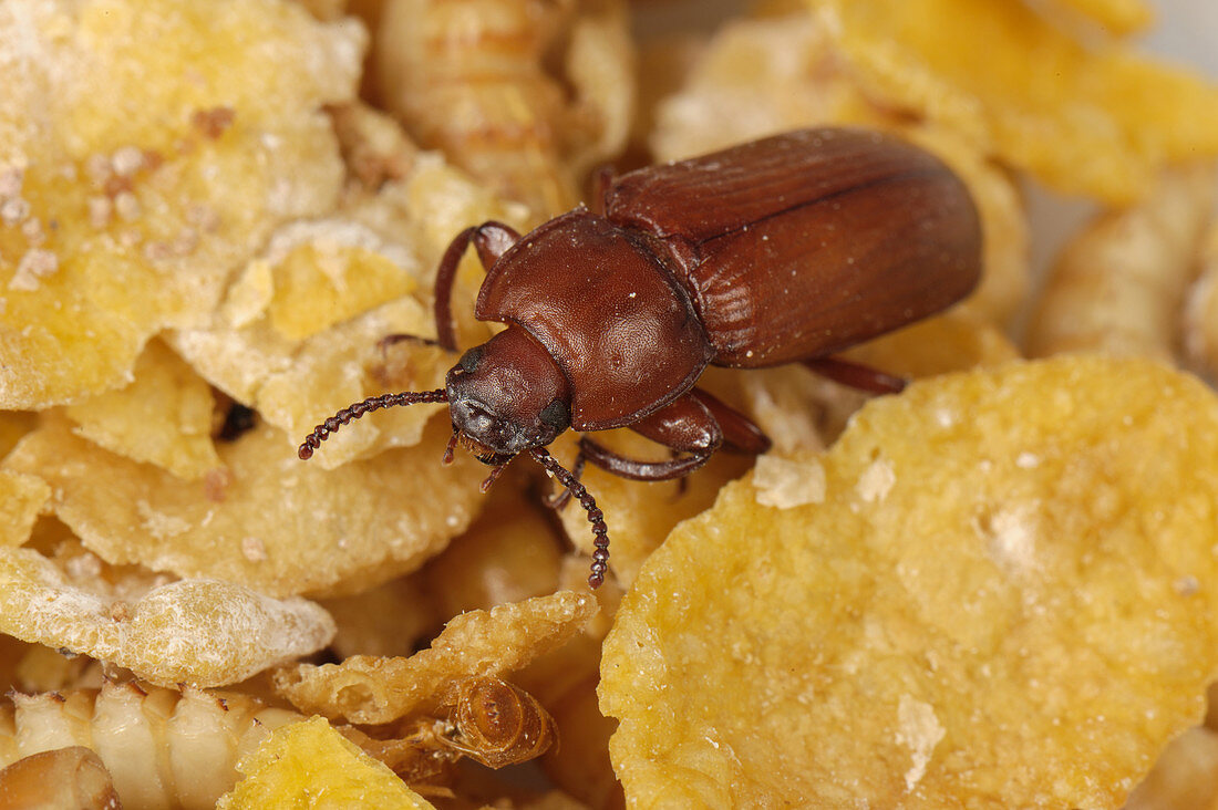 Yellow mealworm beetle