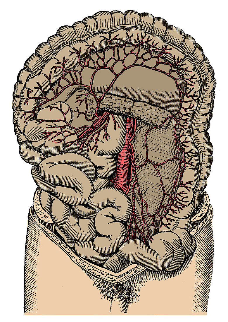 Inferior mesenteric Artery and the Aorta