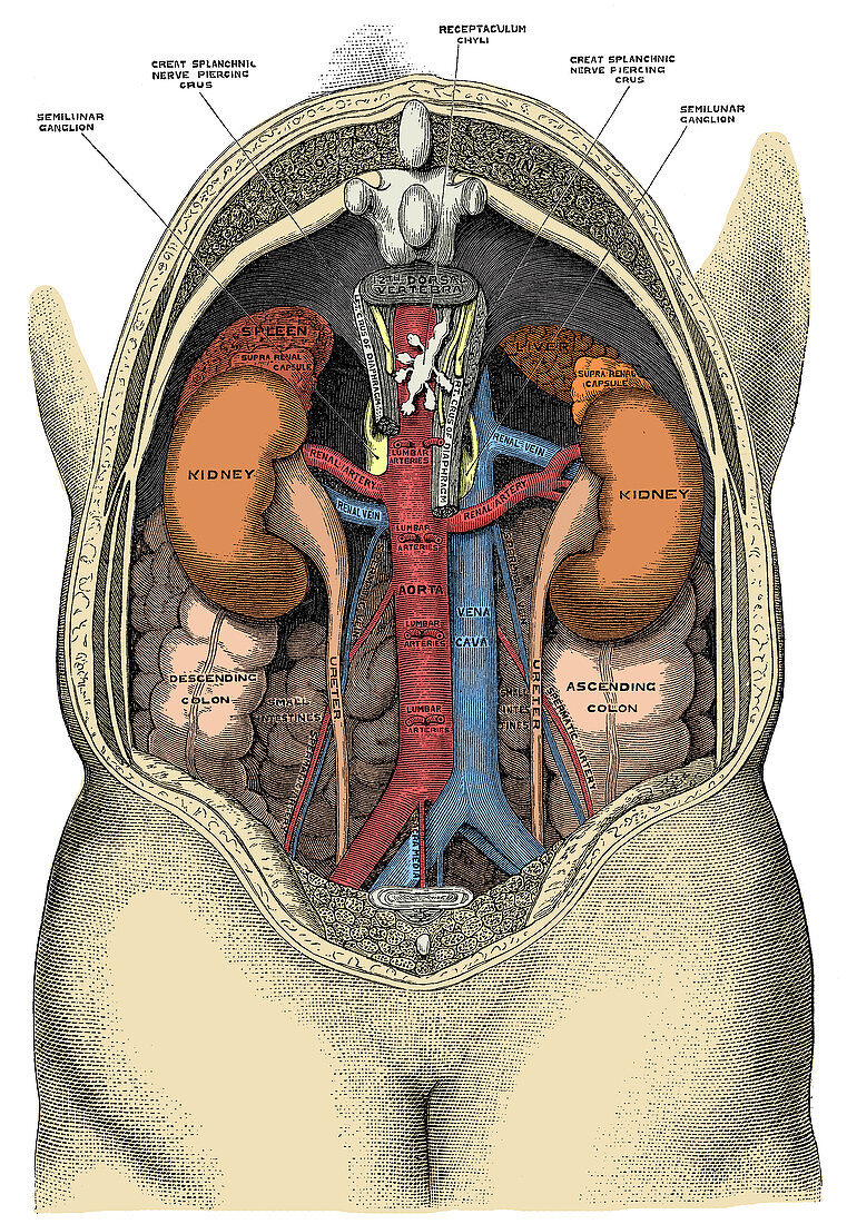 Dissection of the Abdomen