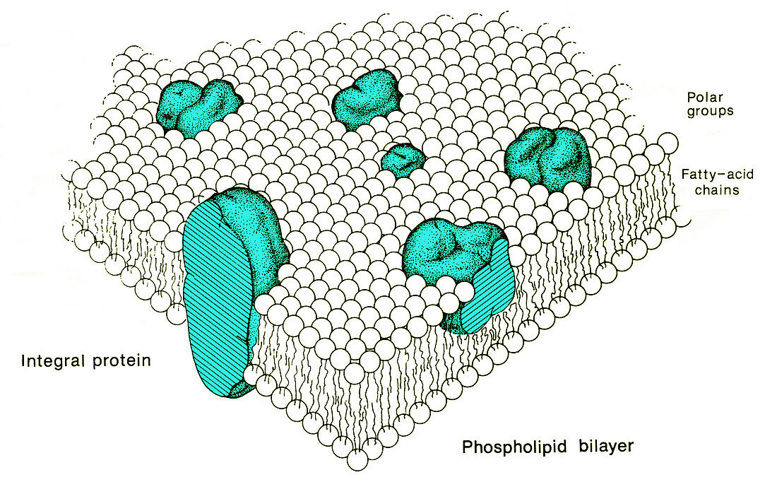 Model of Cell Membrane