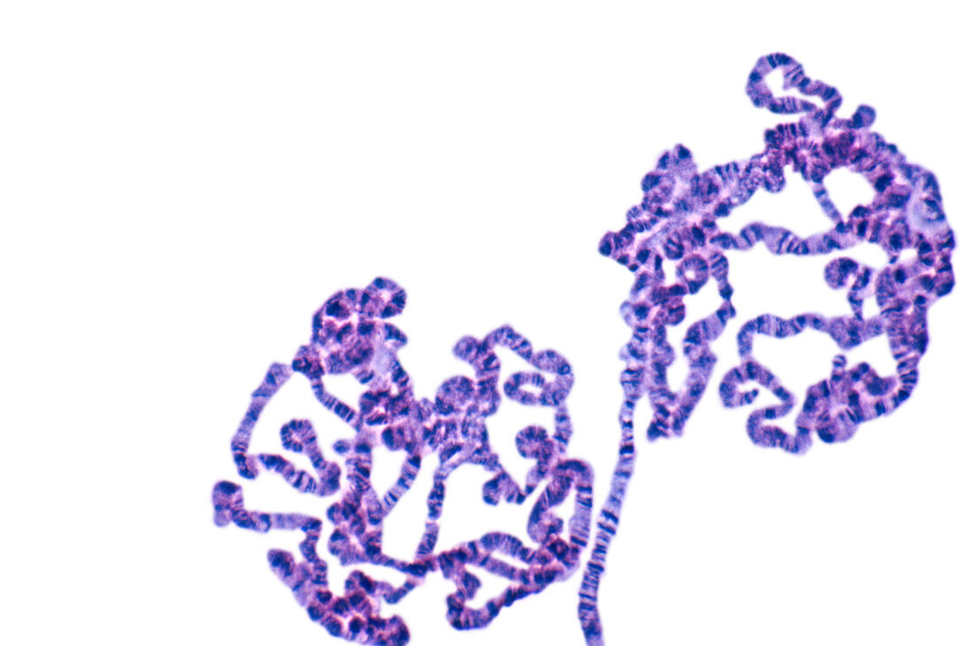Fruit fly salivary gland chromosomes