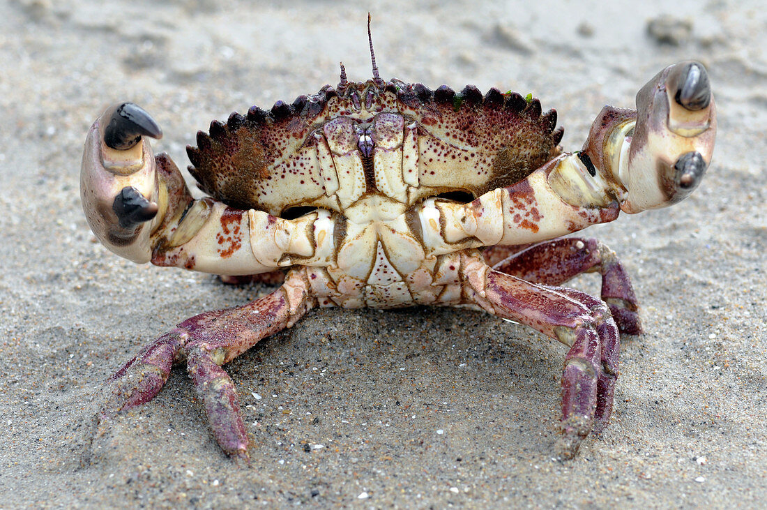Spot-bellied Rock Crab