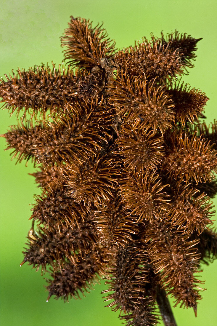 Cocklebur burrs