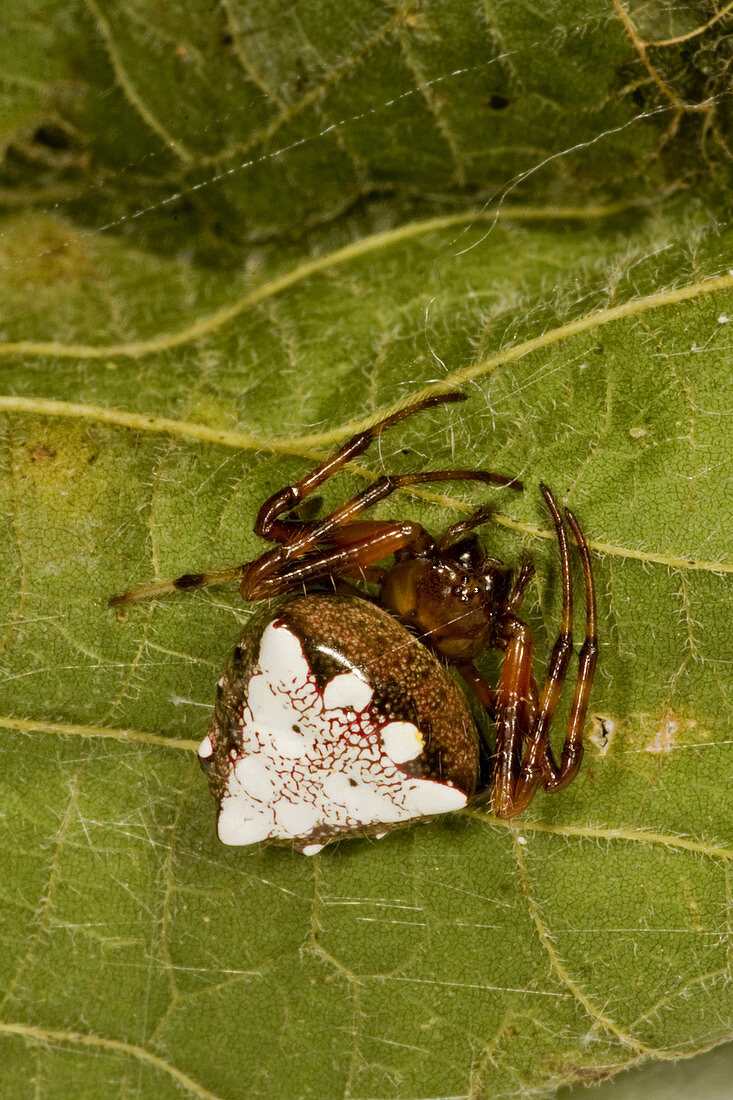 Arrowhead Spider