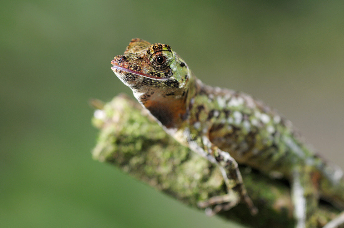Pug-nosed anole