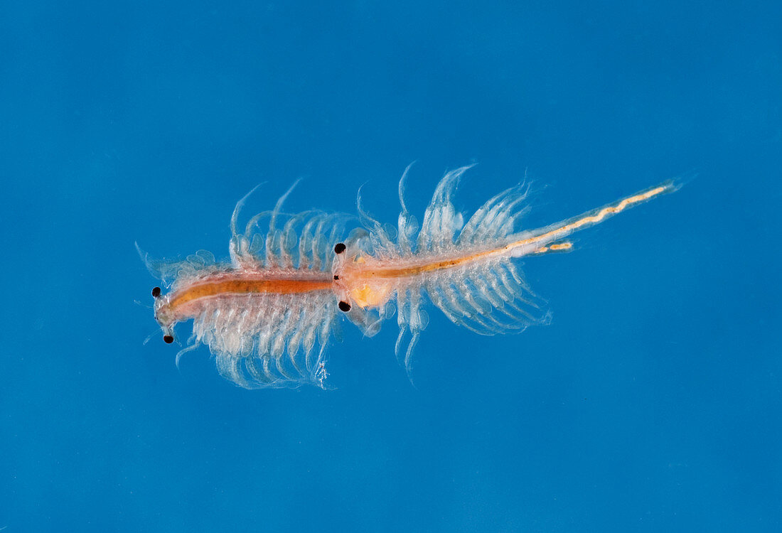 Mating Fairy Shrimp