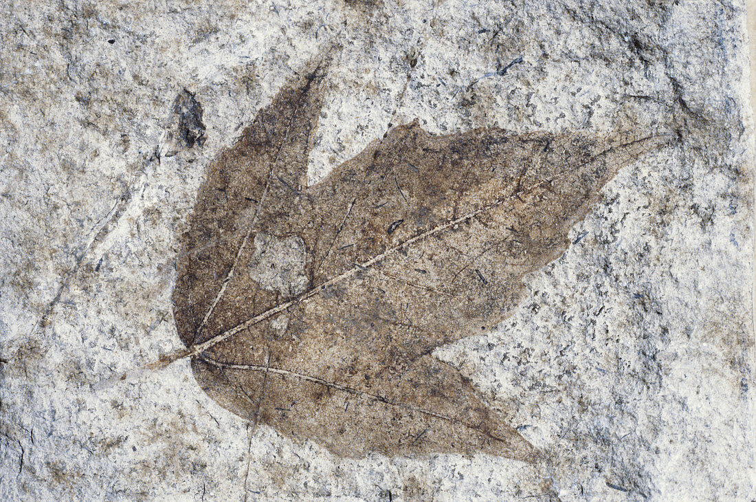 Fossil Maple Leaf