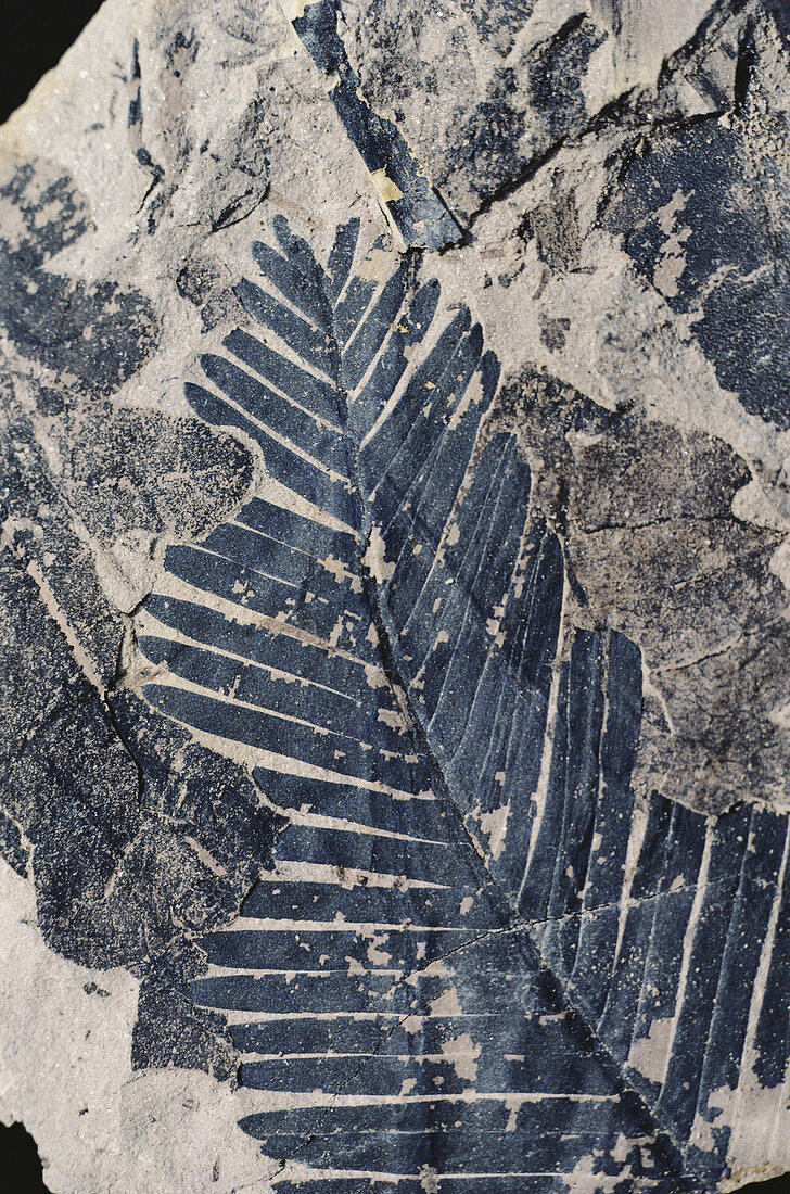 Fossil Leaf (Williamsonia sp.)