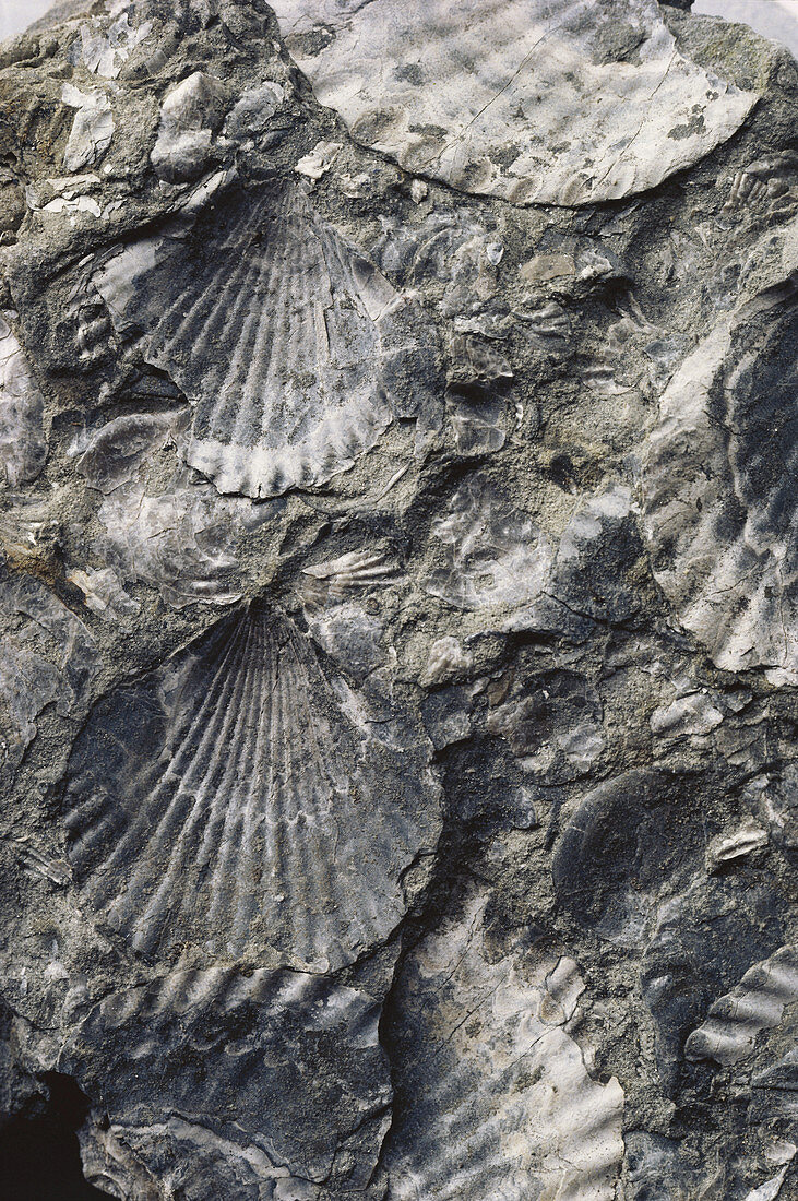 Fossil Bivalves