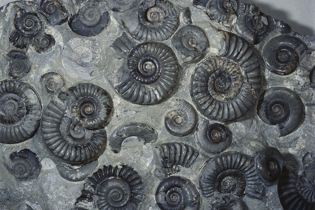 Arnioceras Ammonites