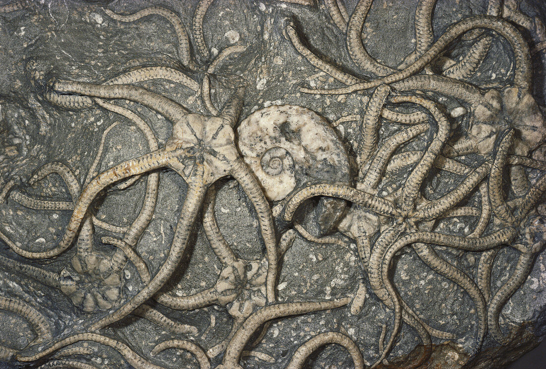 Fossil Brittle Stars and Ammonite