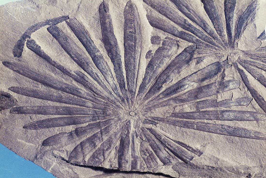 Annularia Fossil