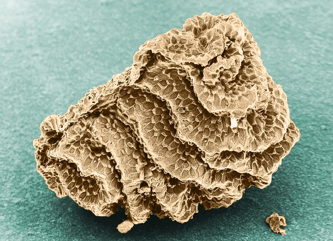 Toadflax Seed (SEM)