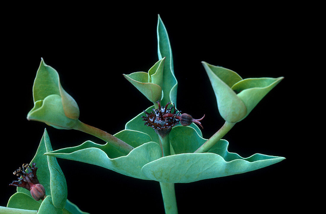 Euphorbia Tugelensis