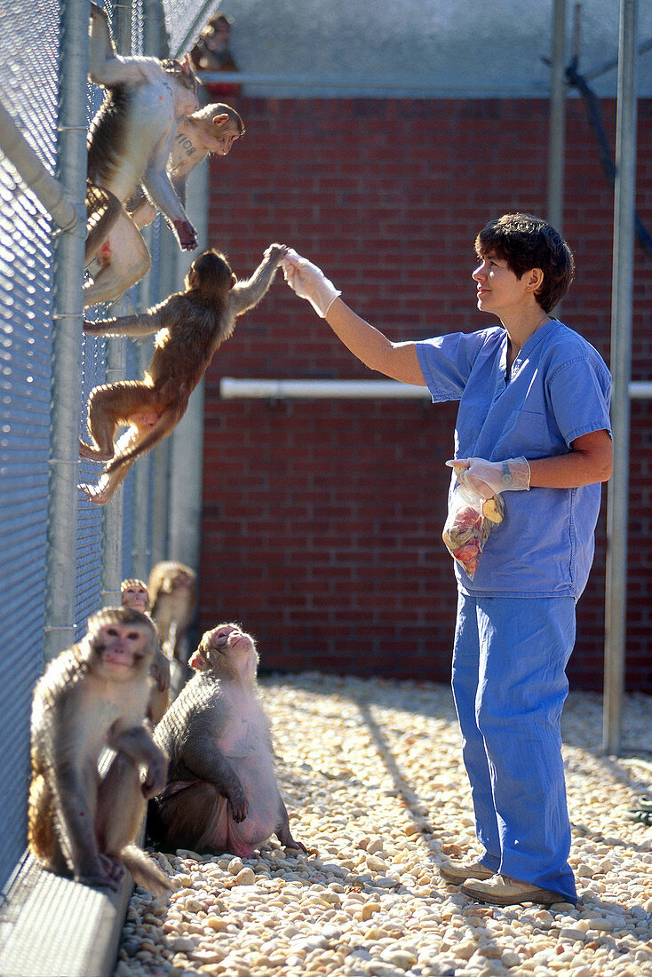 Scientist Feeding Captive Monkeys