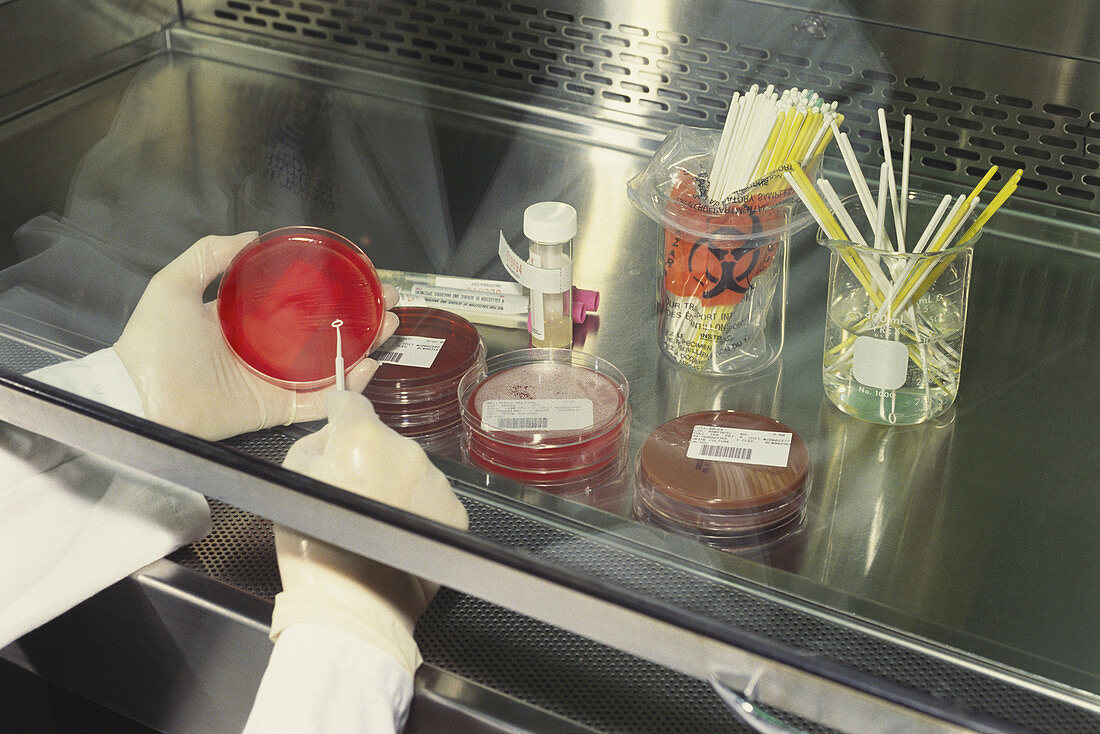 Inoculating Culture in Biosafety Cabinet