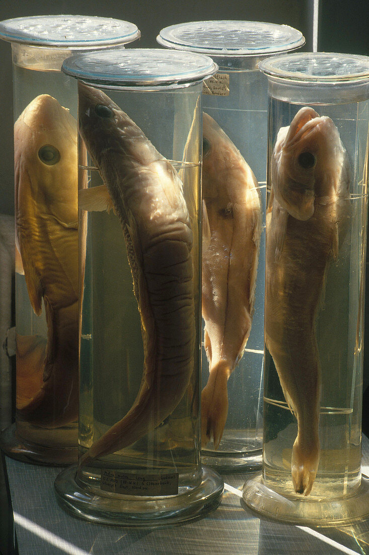 Fish Specimens in Museum